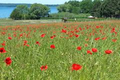 Mohn